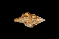 藏品(多稜旋螺)的圖片